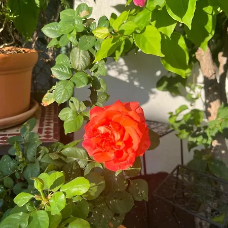 Сasa de vacaciones Casa ' Izzy ' *